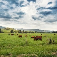 Agricultural land purchases over $15 million set for Foreign Investment Review Board scrutiny